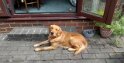 Dogs Rehomed In 2025