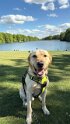 Ernie   Age 5 years 11 months old  Adopted May 2025