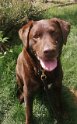Fin   Age 11 years 5 months old Rehomed February 2025