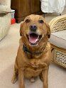 Fred   Age 7 years 1 month old Rehomed January 2025