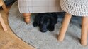 Hicks   Age 12 weeks old Rehomed February 2025