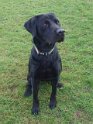 Lockie   Age 2 years 9 months old Adopted February 2025