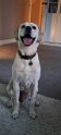 Marley   Age 8 months old Rehomed February 2025