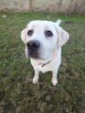 Maya   Age 10 months old Adopted March 2025