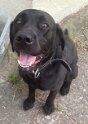 Monty   Age 6 years 1 month old Adopted February 2025