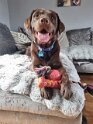 Morrissey   Age 1 year 2 months old Rehomed January 2025