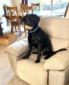 Paddy   Age 1 year 4 months old Adopted March 2025
