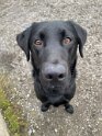 Ronnie   Age 1 year 1 month old  Adopted April 2025