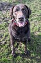 Sam   Age 9 years 4 months old  Lifetime Fostered April 2025
