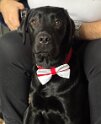 Sully   Age 1 year 3 months old Rehomed January 2025