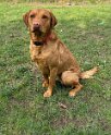Toby   Age 2 years 7 months old  Adopted June 2025