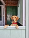 Woody   Age Age Approx. 2 years old  Adopted May 2025