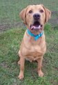 Ziggy   Age 10 months old Rehomed January 2025