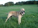 Archie   Here is a photo of recently rehomed Archie enjoying a walk at Chatsworth.  NEW  20/11/06
