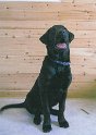 Benson   Benson now enjoys life as a PAD (Personal Assistance) dog.   NEW  27/01/07
