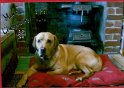 Harvey Wilkinson   Here he is at Christmas 2006.  NEW  07/04/07