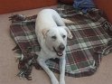 Roly   Here is a photo of recently rehomed Roly.  NEW  27/01/07