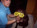 Buster   Here is a photo of Buster looking cool with his shades on!   NEW  07/04/09