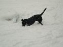 Lola   In the snow!  NEW  13/01/10 : download 7th Jan 2010