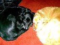Bolly Taylor   Bolly settling in with her new friend Barnes.  NEW  06/12/11