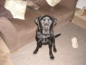 Marley Strong   Pic 1  NEW  14/12/11