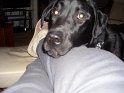 Marley Strong   Pic 2  NEW  14/12/11